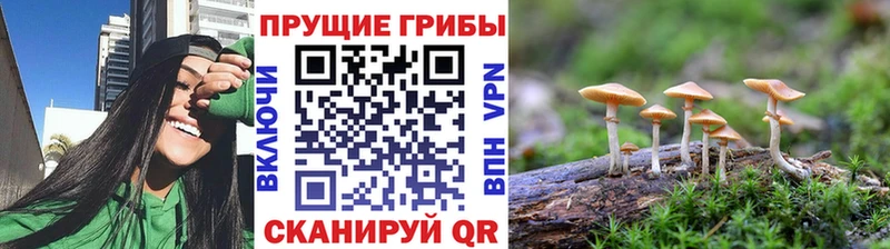 где купить   Белокуриха  Псилоцибиновые грибы GOLDEN TEACHER 