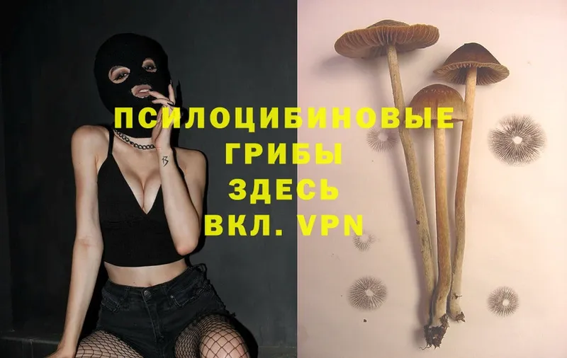 Псилоцибиновые грибы Magic Shrooms  Белокуриха 